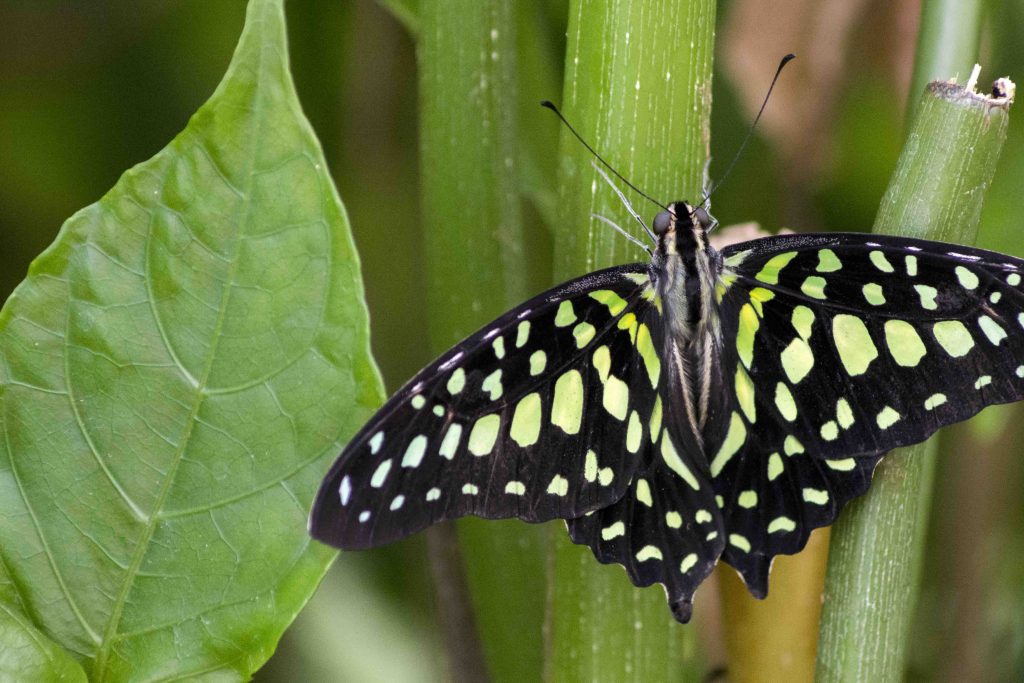 Butterfly in Amana Colonies